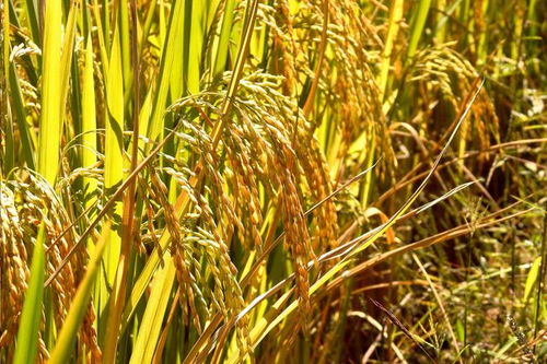 兴和县域经济焕发新动能 品牌升级助力乡村振兴中的谷物销售变革