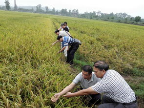佛山市顺德区人民政府谷物销售政策与发展展望